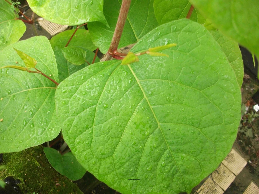 Japanese Knotweed Identification - Indentify Invasive Knotweed Plant